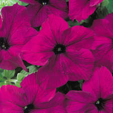Petunia. Express Burgundy 40 pellets