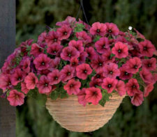 Petunia. Easy Wave Berry Velour 10 pellets