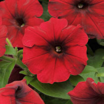Petunia. Easy Wave Red Velour 10 pellets