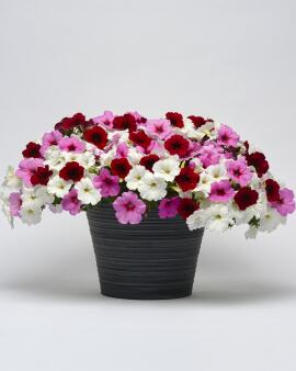 Petunia. Easy Wave Sweetheart Mix  10 pellets