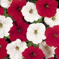 Petunia. Easy Wave O Canada Mixed 10 pellets