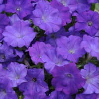 Petunia. Shock Wave Denim 10 pellets