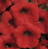 Petunia. Shock Wave Red 10 pellets