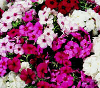 Phlox 21st Century. Magenta mixed 10 seeds