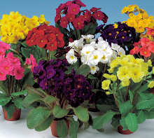 Polyanthus. Stella Mixed 20 seeds