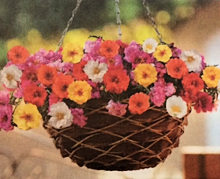 Portulaca. Happy Trails Mixed 100 seeds