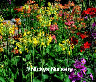 Primula. Candelabra Mixed 40 seeds