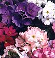 Primula. Libre 20 seeds