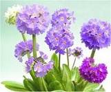 Primula. Denticulata 240 seeds