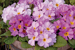Primrose. Delia Woodland Dell 25 seeds