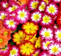 Primrose. Bonneli Bicolour Mixed 20 seeds