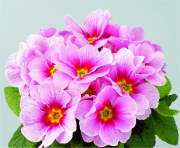 Primrose. Delia Apple blossom 20 seeds