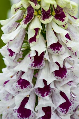 Digitalis. Pams Split 30 seeds
