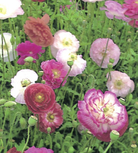 Papaver. Poppy Rhoeas Shirley Double Mixed 3500 seeds