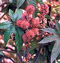Ricinus. Carmencita Pink 5 seeds