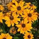 Rudbeckia. Marmalade 400 seeds