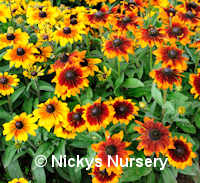 Rudbeckia. Rustic Dwarfs 400 seeds