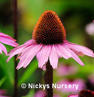 Echinacea. Purple Coneflower 120 seeds