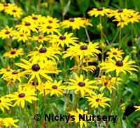 Rudbeckia. Goldsturm 100 seeds