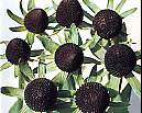 Rudbeckia. Green Wizard 40 seeds