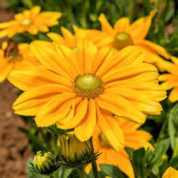 Rudbeckia. Prairie Sun 30 seeds
