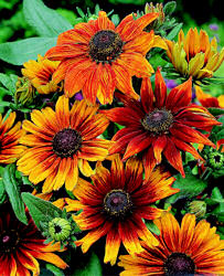 Rudbeckia. Autumn Colours 50 seeds