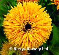 Rudbeckia. Maya 30 seeds