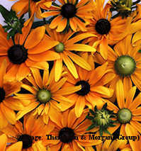 Rudbeckia. Eye Eye 200 seeds