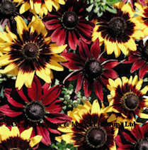 Rudbeckia. Ruby Bronze 100 seeds