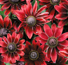 Rudbeckia. Cherry Brandy 50 seeds