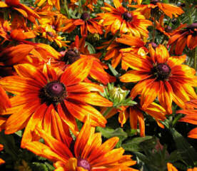 Rudbeckia. Cappuccino 30 seeds