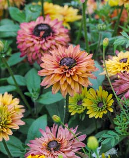 Rudbeckia. Sahara 30 seeds