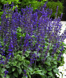 Salvia. Big Blue 10 seeds