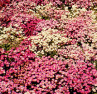Saxifraga. Mossy Series 500 seeds