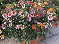 Salpiglossis. Royale Mixed 30 seeds