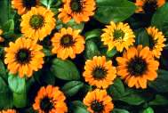 Sanvitalia. Mandarin Orange 30 seeds