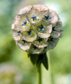 Scabiosa. Ping Pong 50 seeds