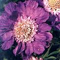 Scabiosa. Fama 5 seeds