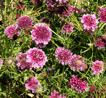 Scabiosa. Beaujolais Bonnets 50 seeds