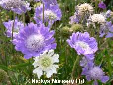 Scabiosa. House\'s Hybrids 30 seeds