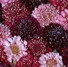 Scabiosa. Summer Fruits 40 seeds