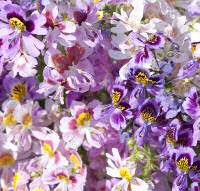 Schizanthus. Tinkerbell Mixed 100 seeds