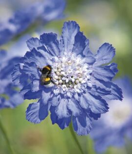 Scabiosa. Fama Deep Blue 5 seeds