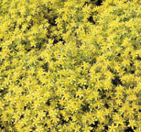 Sedum. Acre 800 seeds