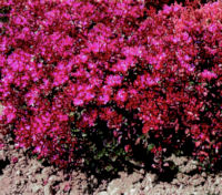 Sedum. Coccineum 400 seeds