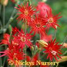 Silene. Jack Flash 30 seeds
