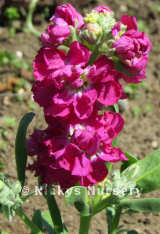Stocks. Dwarf 10 Week Mixed 200 seeds