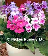 Streptocarpus. Dragon Mixed Cape Primrose 30 seeds