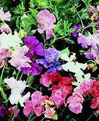 Sweet Pea. Spencer Waved Mixed 15 seeds