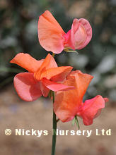 Sweet Pea. Prince of Orange 15 seeds
